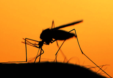 LAKOSSÁGI TÁJÉKOZTATÓ földi szúnyoggyérítésről
